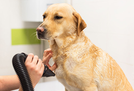 Blow dry grooming